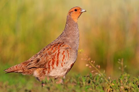 Einst fand das Rebhuhn (Perdix perdix) in unserer Kulturlandschaft ideale Bedingungen vor. Heute fehlen ihm Nahrung und Rückzugsorte