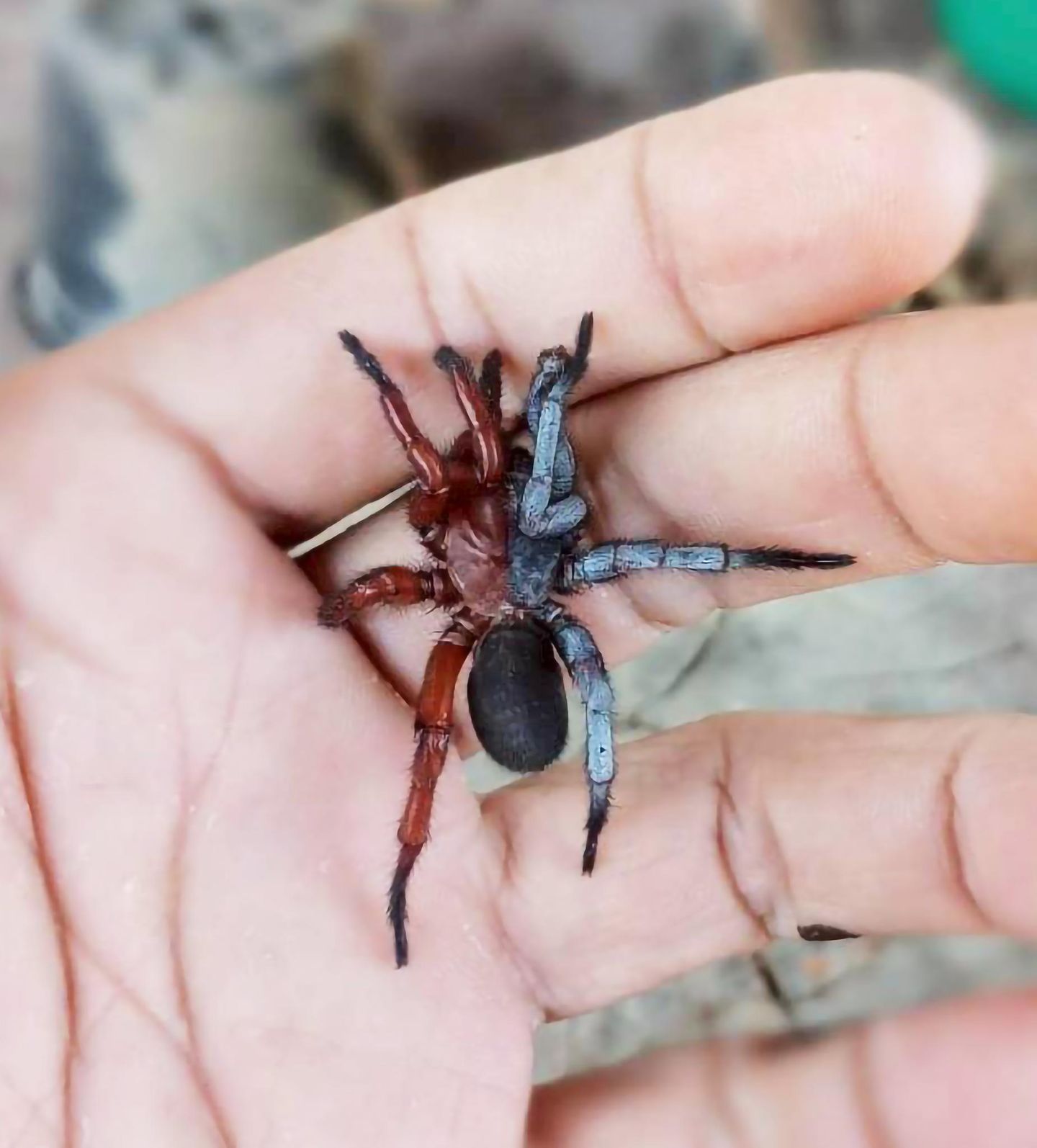 Wie viele Geschlechter hat diese Spinne? Eine Spinne sitzt auf einer Hand. Sie hat zwei Geschlechter.