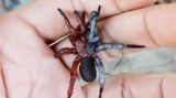 Eine Spinne sitzt auf einer Hand. Sie hat zwei Geschlechter.