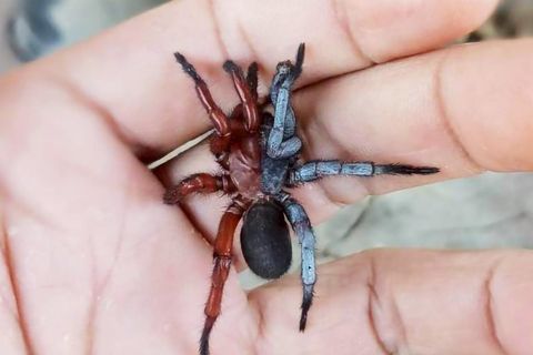 Eine Spinne sitzt auf einer Hand. Sie hat zwei Geschlechter