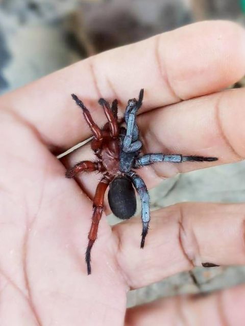 Eine Spinne sitzt auf einer Hand. Sie hat zwei Geschlechter