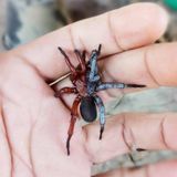 Eine Spinne sitzt auf einer Hand. Sie hat zwei Geschlechter