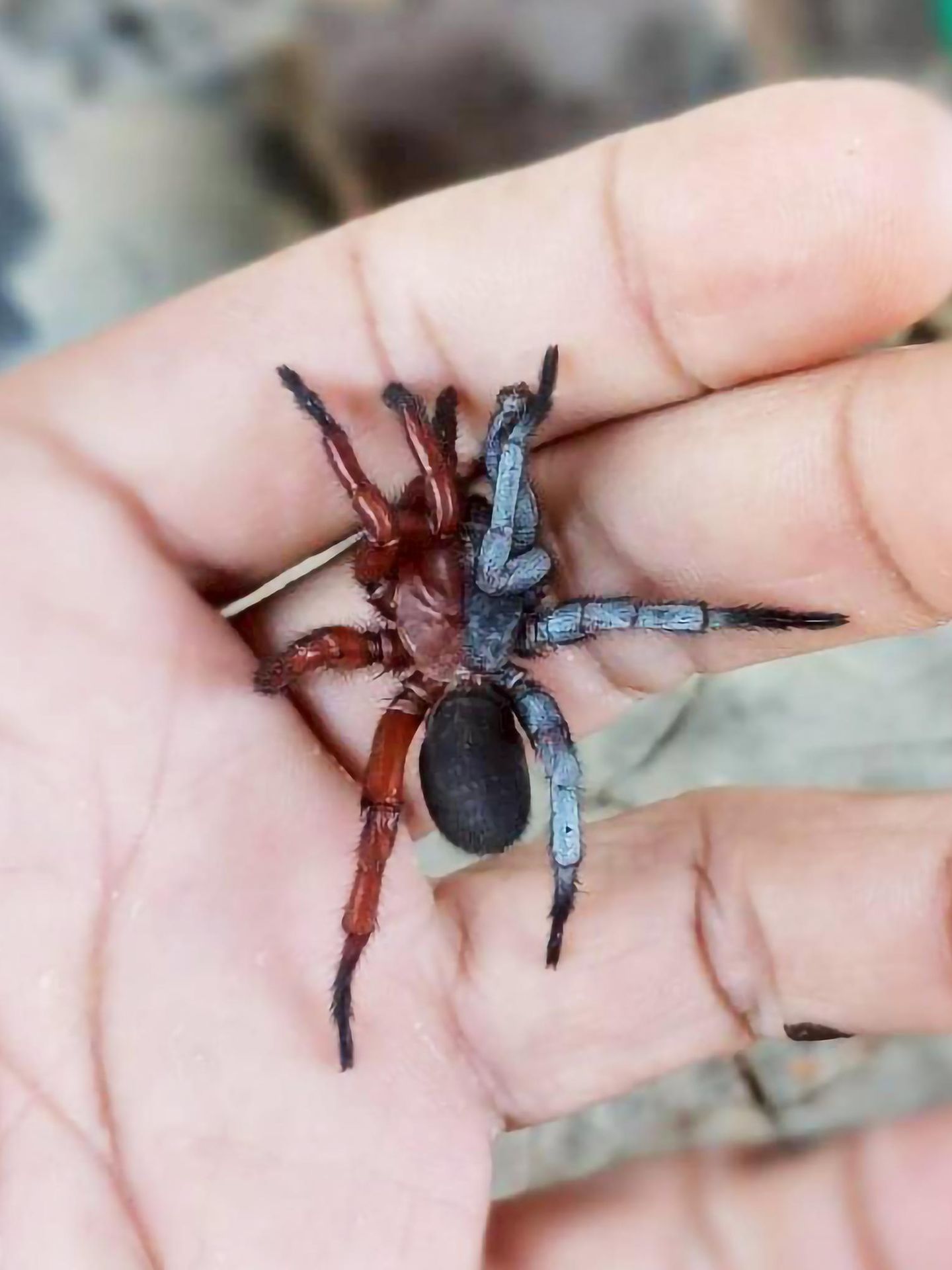 Eine Spinne sitzt auf einer Hand. Sie hat zwei Geschlechter.