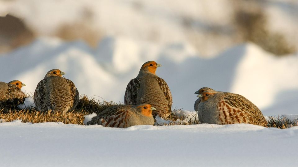 Standvögel: Rebhuhn-Familie im Schnee Rebhuhn-Familie im Schnee