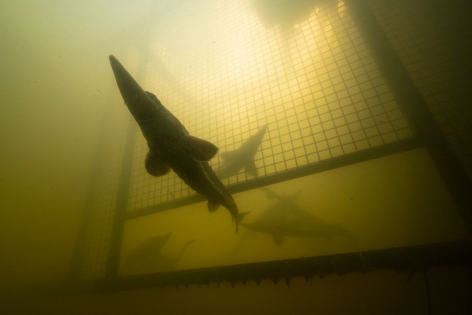 Unterwasser-Fotografie braucht immer besondere Ausrüstung. Für Jon Juárez gehörte in diesem Fall auch ein Schiffsanker dazu: Mit ihm wollte er sich vor den Strömungen nahe eines Wasserkraftwerks im Göta-Fluss bei Göteburg bewahren. Die Atlantischen Störe, die bei dieser Gelegenheit ausgewildert wurden, störten sich nicht daran