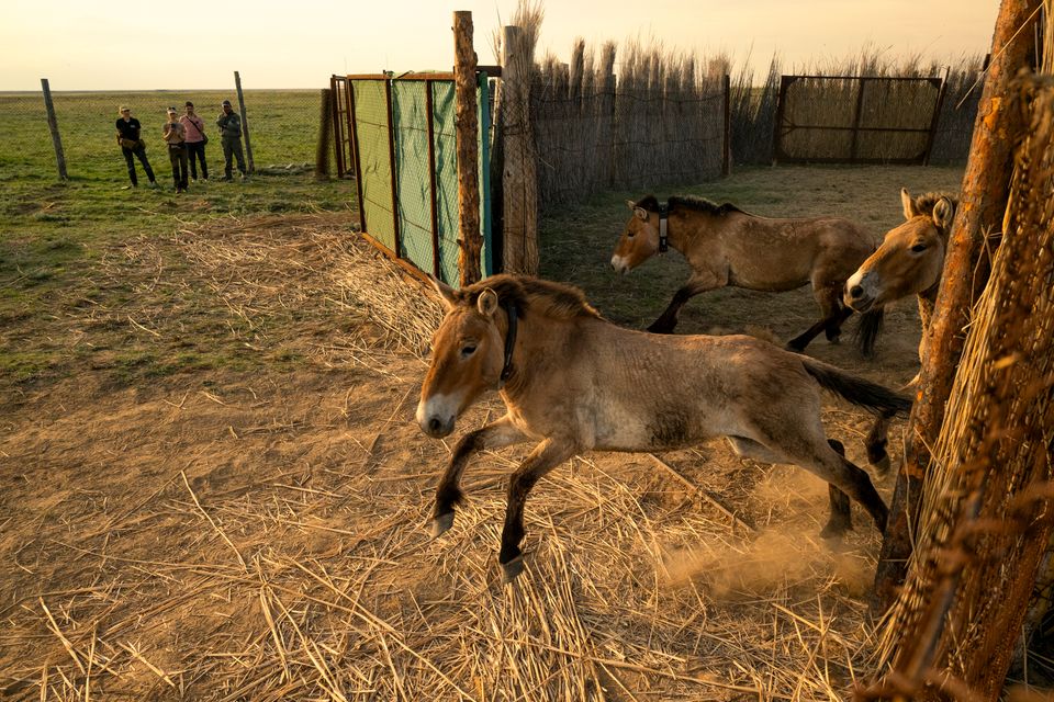 Przewalski-Pferde werden freigelassen
