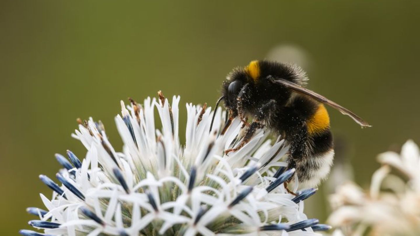 Zehn Prozent der Wildbienen sind in Europa bedroht (Archivbild) Foto: Silas Stein/dpa