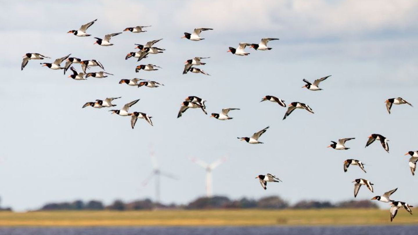 Die IUCN hat mit Blick auf den Schutz des Wattenmeers einige Bedenken (Archivbild) Foto: Frank Molter/dpa