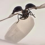 Reiskäfer auf einem Reiskorn