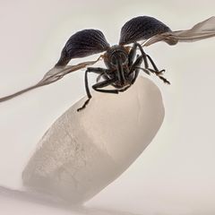 Reiskäfer auf einem Reiskorn