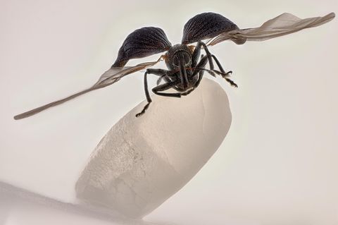 Reiskäfer auf einem Reiskorn