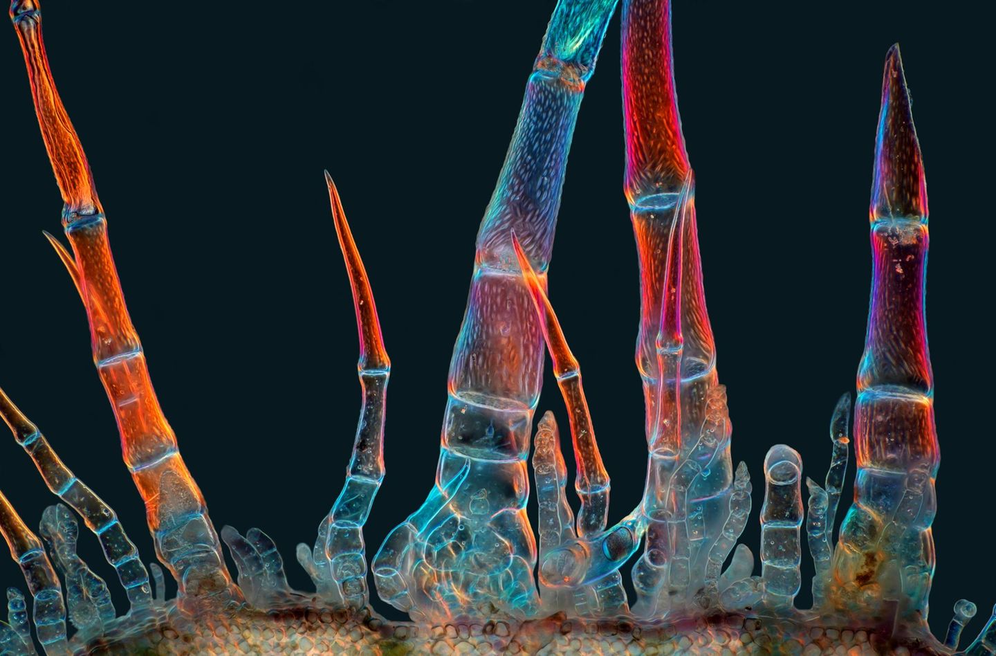 Trichome einer Sonnenblume