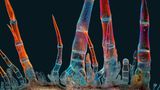 Trichome einer Sonnenblume