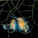 Wasserflöhe und Algen