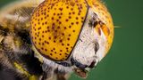 Gefleckte Schwebfliege