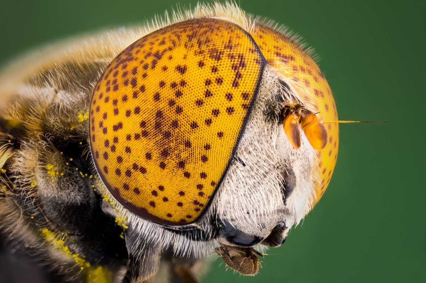 Schau mir in die gepunkteten Augen Gefleckte Schwebfliege