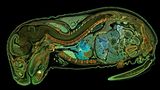 Ein Embryo einer Maus