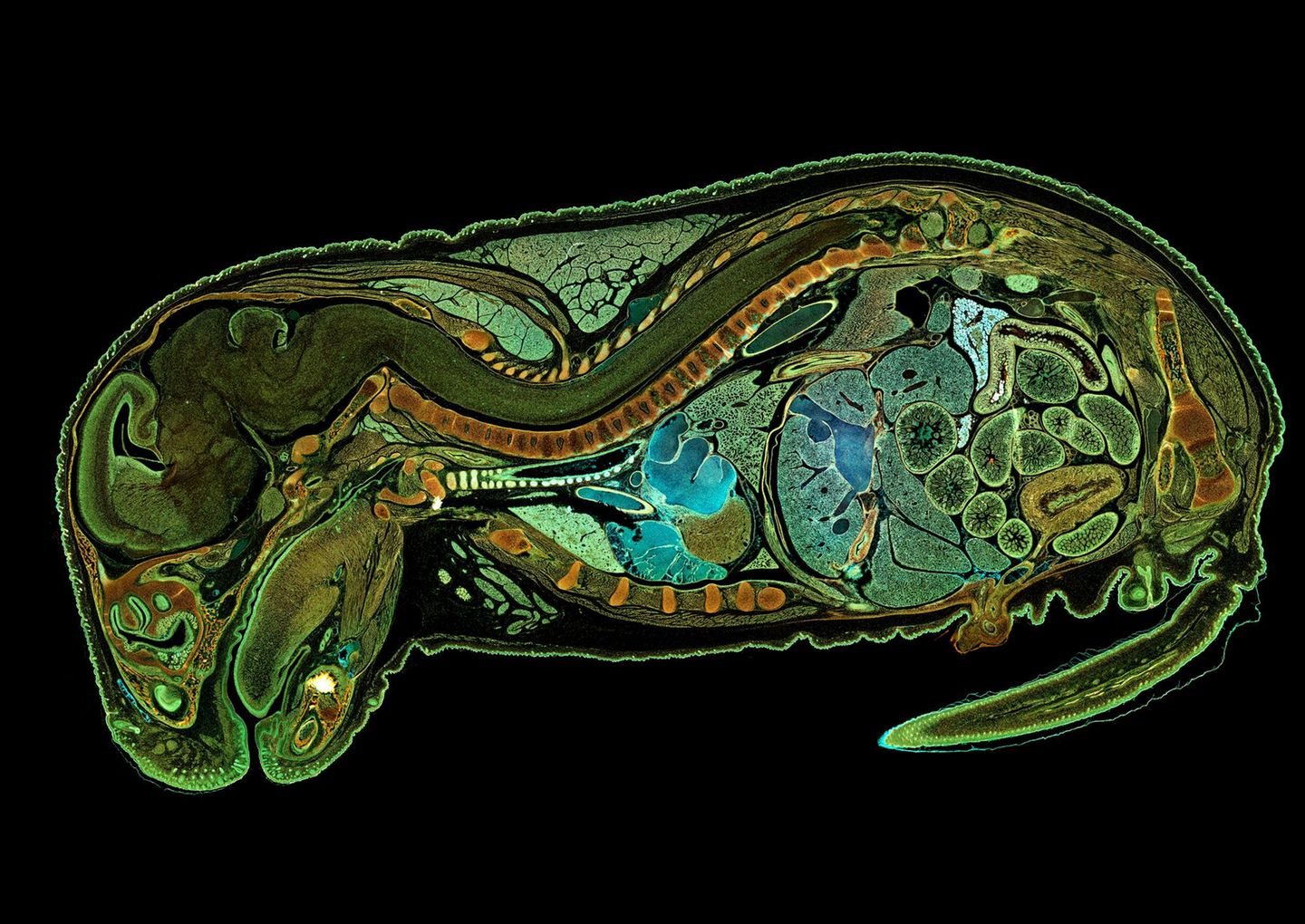 Ein Embryo einer Maus
