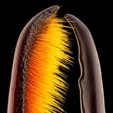 Brust- und Kopfhorn eines männlichen Käfers