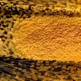 Androkonialbereich eines Schmetterlingsflügels