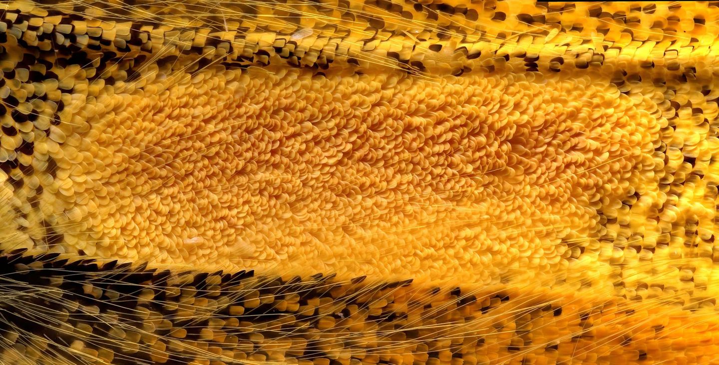 Schuppen auf einem Schmetterlingsflügel Androkonialbereich eines Schmetterlingsflügels