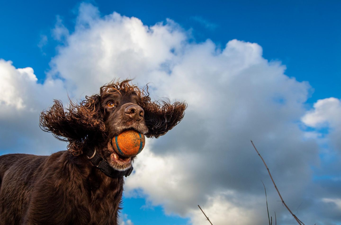 Spielender Hund mit Ball im Maul