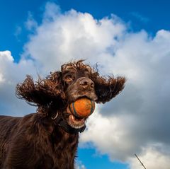 Spielender Hund mit Ball im Maul