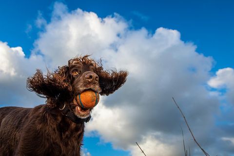 Spielender Hund mit Ball im Maul