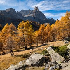 Lärchen im Tal von Claree