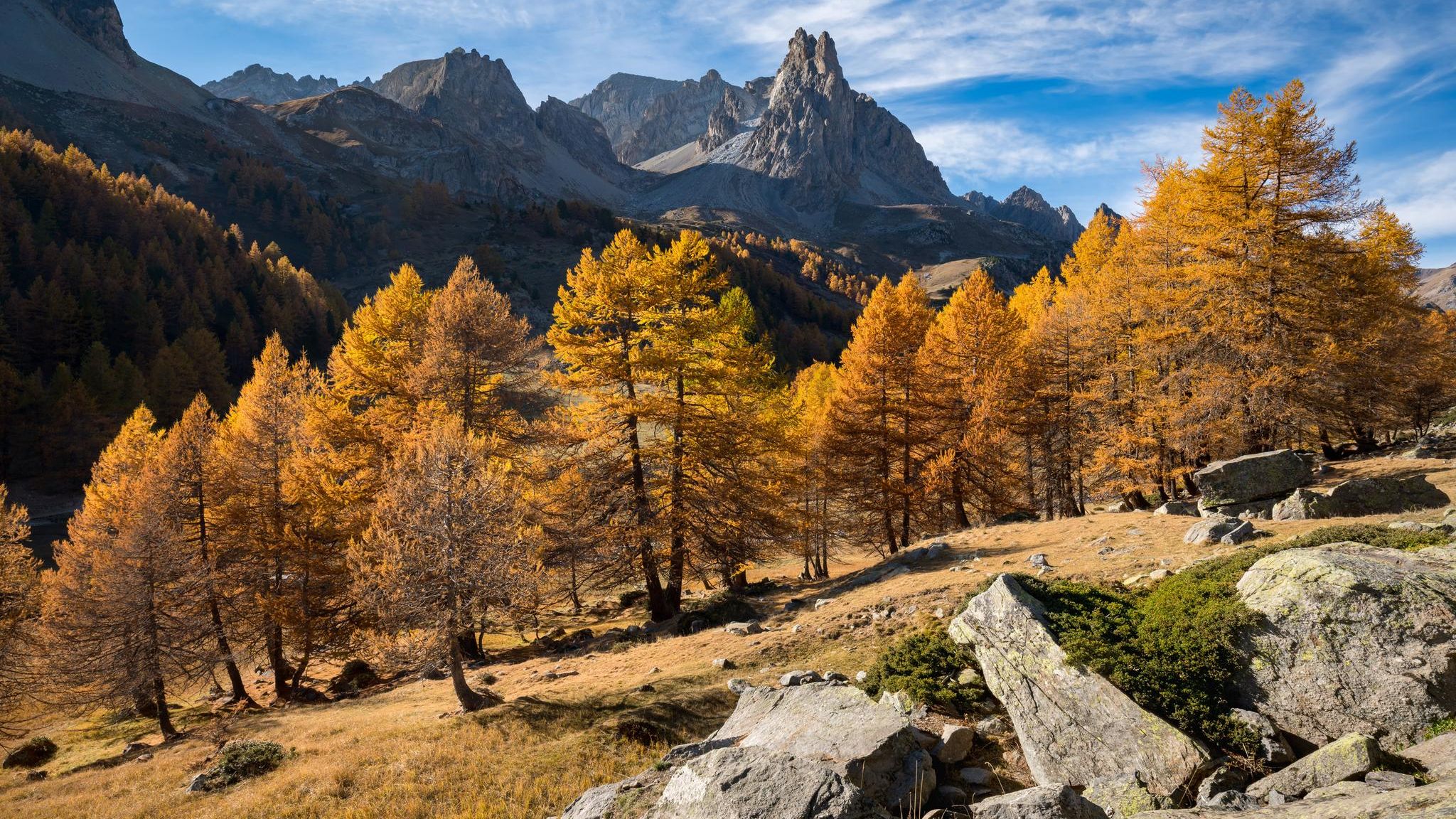 Lärchen im Tal von Claree