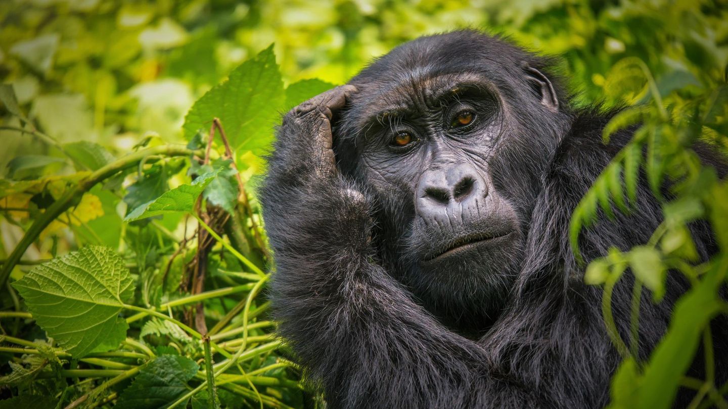 mutter-hypothese-forschende-r-tseln-ber-fortpflanzung-von-gorilla-weibchen