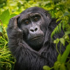 Gorilla-Weibchen greift sich an den Kopf