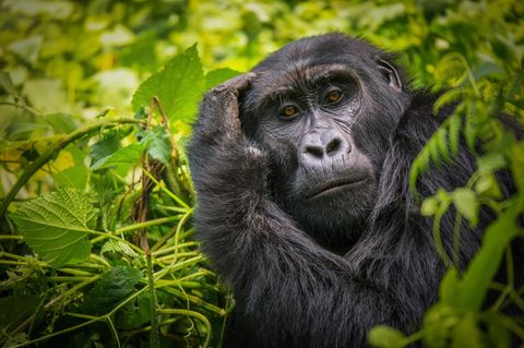 Gorilla-Weibchen greift sich an den Kopf