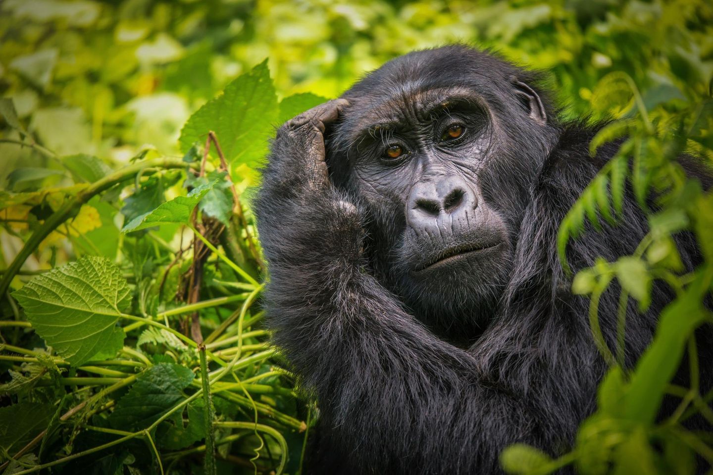 Gorilla-Weibchen greift sich an den Kopf