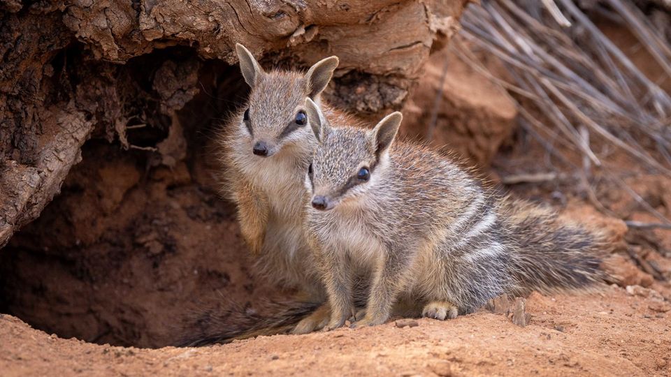 Seltene Sichtung: Baby-Numbats in Australien sind ein Zeichen der Hoffnung
