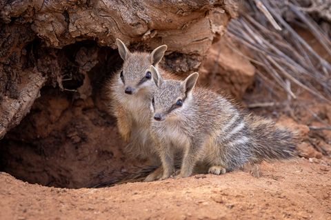 Seltene Sichtung: Baby-Numbats in Australien sind ein Zeichen der Hoffnung