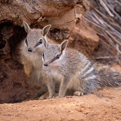 Seltene Sichtung: Baby-Numbats in Australien sind ein Zeichen der Hoffnung