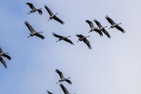 Zurzeit gibt es mehr als 100.000 Kraniche im ganzen Land. (Archivbild)