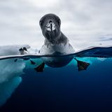 Ein Kapsturmvogel, welcher schwimmend zur Hälfte unter Wasser und zur Hälfte an der Luft gezeigt wird