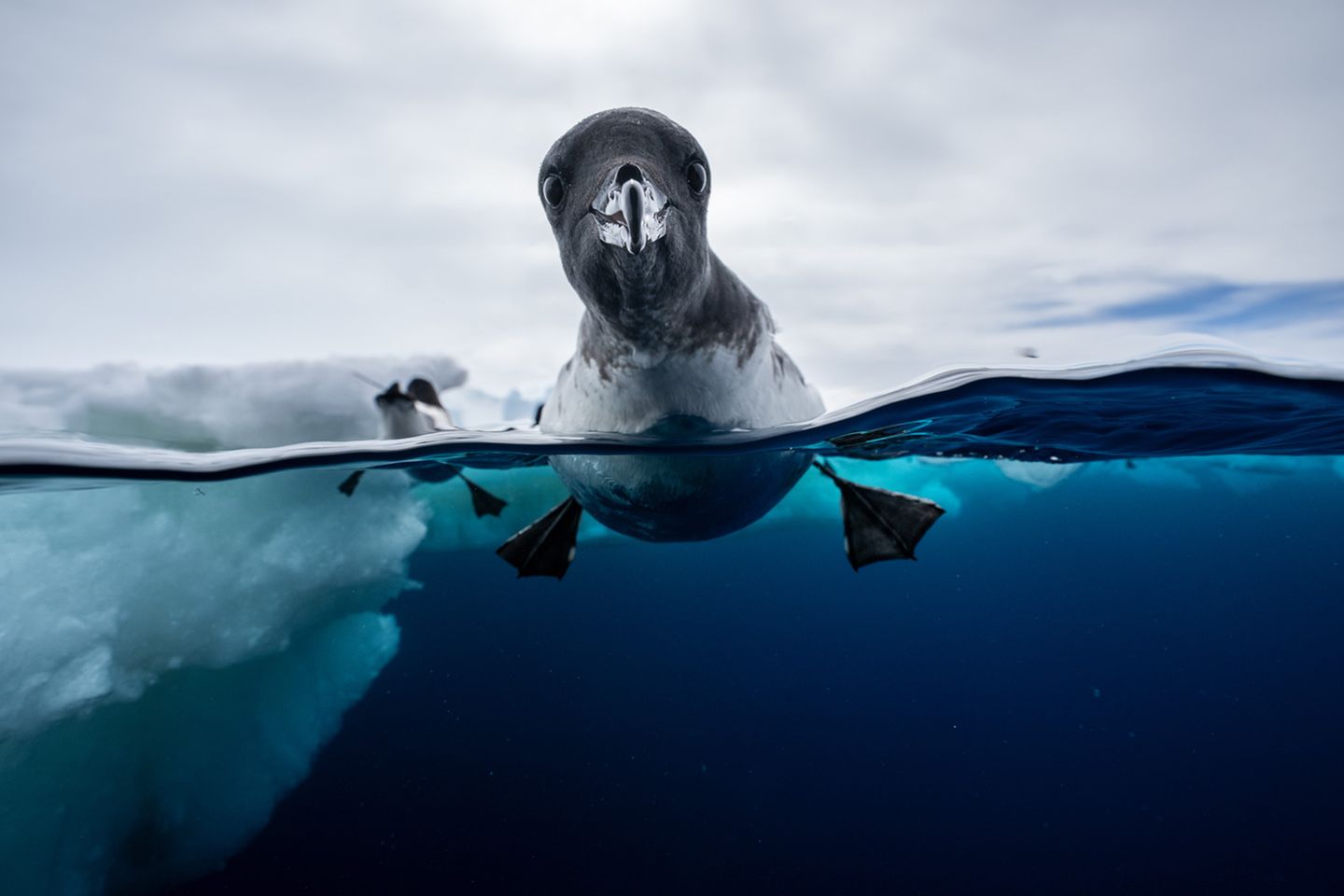 "Zwei Welten", Jonas Beyer Ein Kapsturmvogel, welcher schwimmend zur Hälfte unter Wasser und zur Hälfte an der Luft gezeigt wird