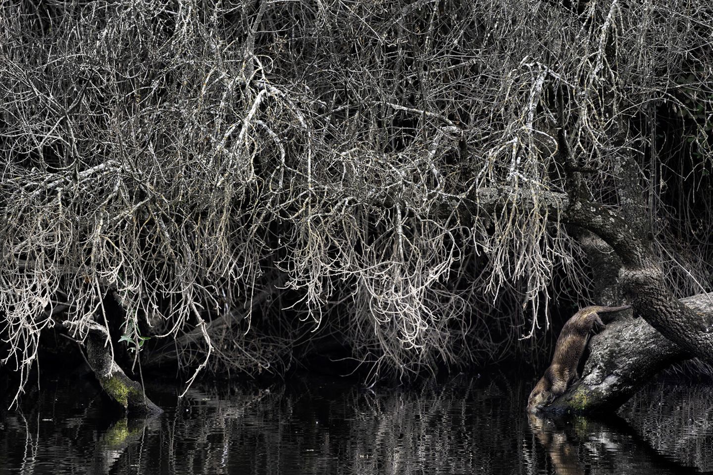 Ein Fischotter, der nach dem Fressen seiner Beute wieder ins Wasser gleitet