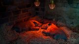 Drei junge Südliche Breitmaulnashörner schlafen unter Wärmelampen im Waisenhaus der ehemals größten Nashornfarm Südafrikas