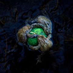 Drei Erdkrötenmännchen hängen sich an einen Tennisball, welcher zum Objekt der Begierde geworden ist