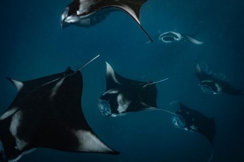 Mantarochen