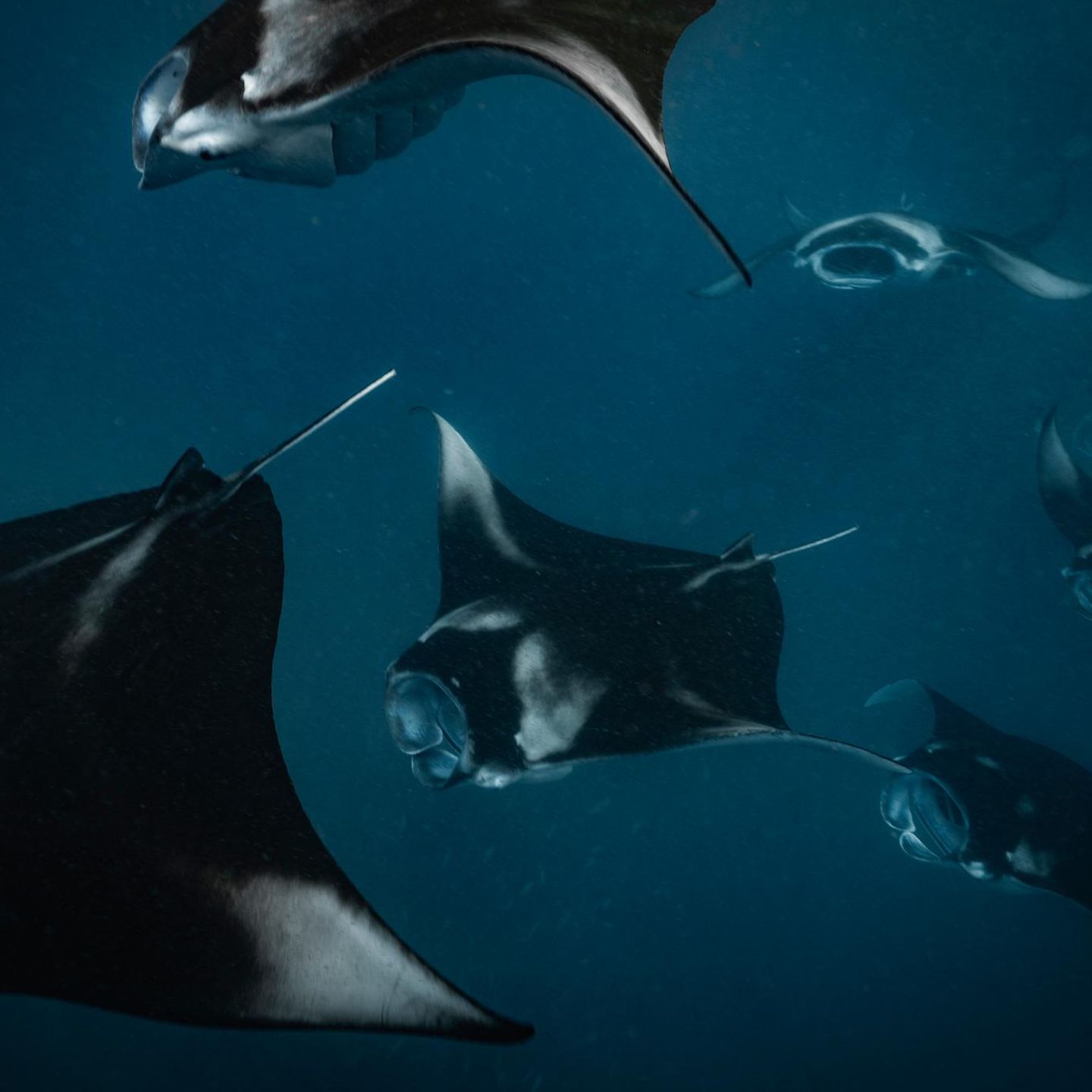 Mantarochen