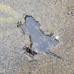 Der markante Abdruck in frischem Beton wurde lange einer Ratte zugeschrieben  CC BY-SA 4.0