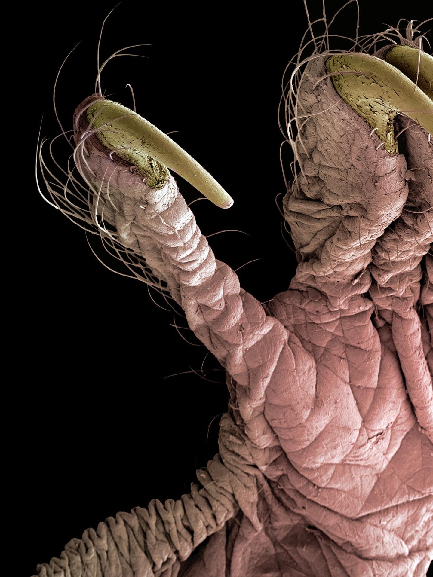 Mikroskopaufnahme einer Fledermaushand