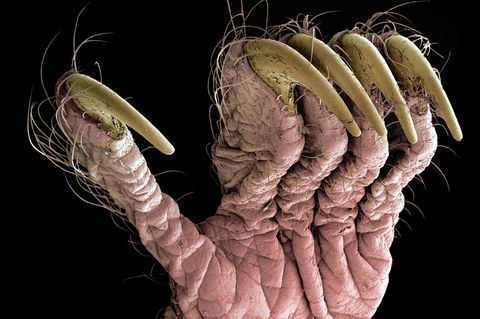 Mikroskopaufnahme einer Fledermaushand