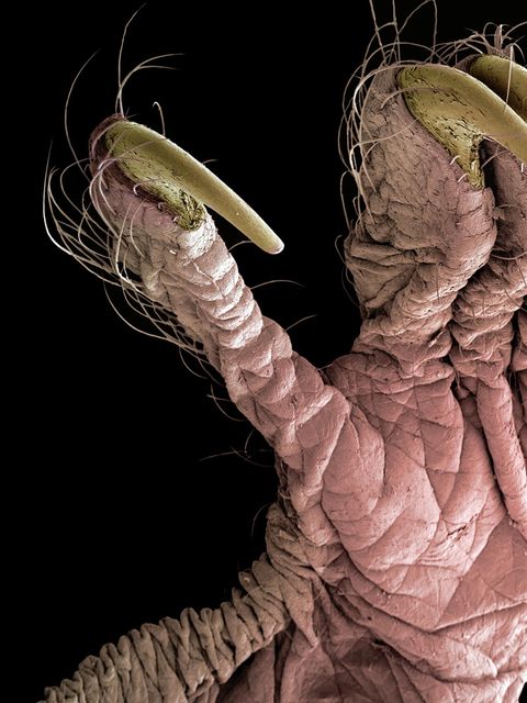 Mikroskopaufnahme einer Fledermaushand