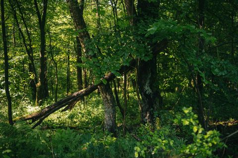 Bäume dürfen im künftigen GEO-Wald wachsen, bis sie eines natürlichen Todes sterben. Pionierbaumarten sterben ab und machen anderen Baumarten Platz. Mit der Zeit entsteht so ein arten- und strukturreicher Mischwald.